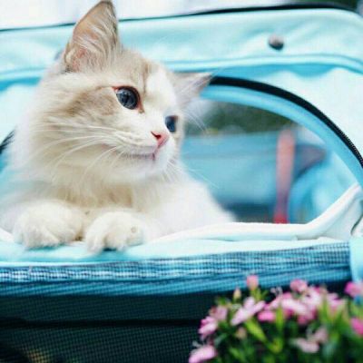 猫咪