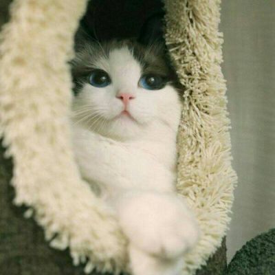 猫咪