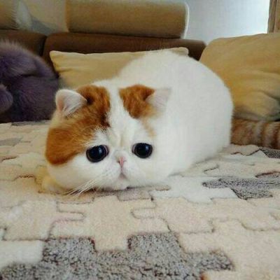 猫咪