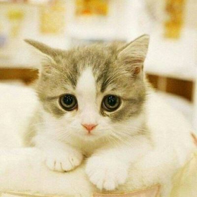 猫咪