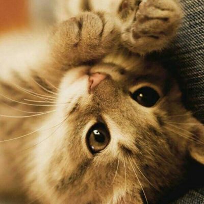猫咪