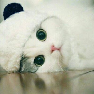 猫咪