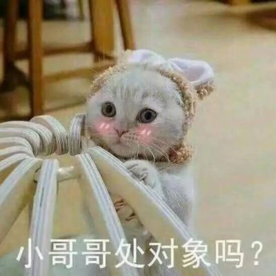 宠儿猫咪