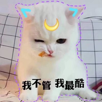 宠儿猫咪
