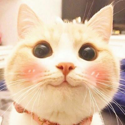一波腮红喵头像