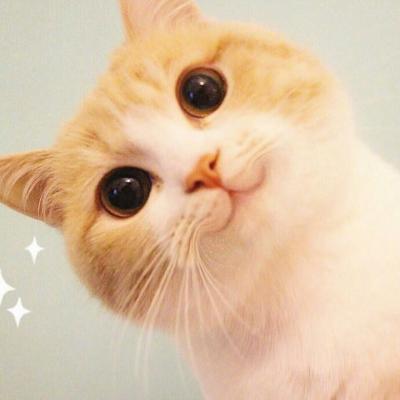 一波腮红喵头像