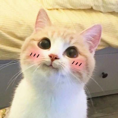 一波腮红喵头像