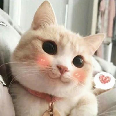 一波腮红喵头像