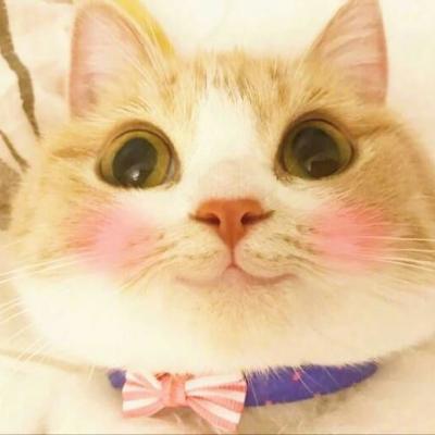 一波腮红喵头像