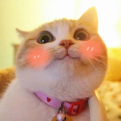 一波腮红喵头像