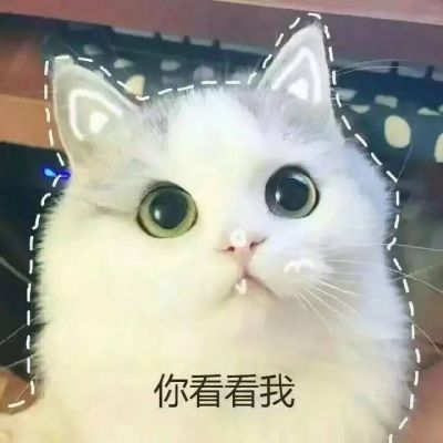 宠儿猫咪