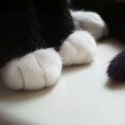 哈哈～猫脚