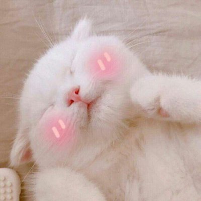 萌宠