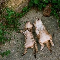一只猫的故事.