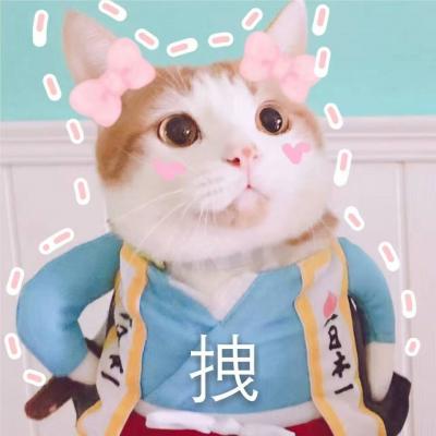 表情包猫咪01