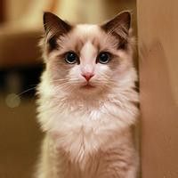 软萌猫咪头像