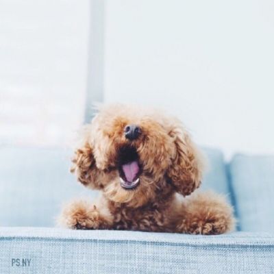 呆萌泰迪可爱头像