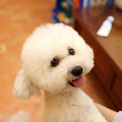 呆萌泰迪可爱头像