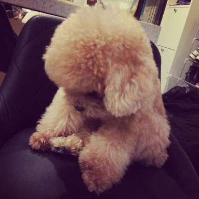呆萌泰迪可爱头像