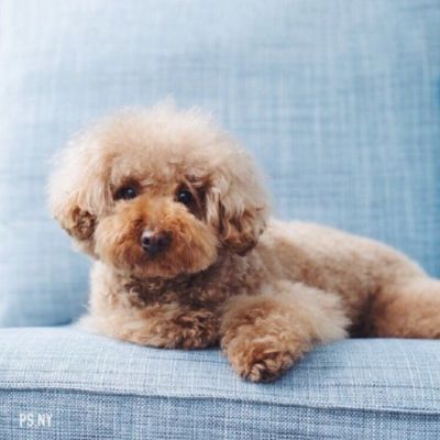呆萌泰迪可爱头像