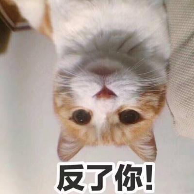 超可爱的猫咪表情包微信头像 二货猫星人的戏精生活