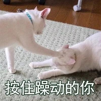 超可爱的猫咪表情包微信头像 二货猫星人的戏精生活