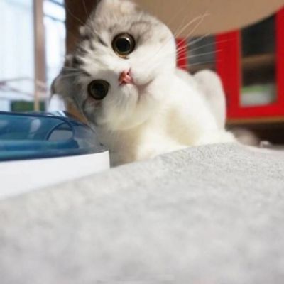 可爱猫星人卖萌头像