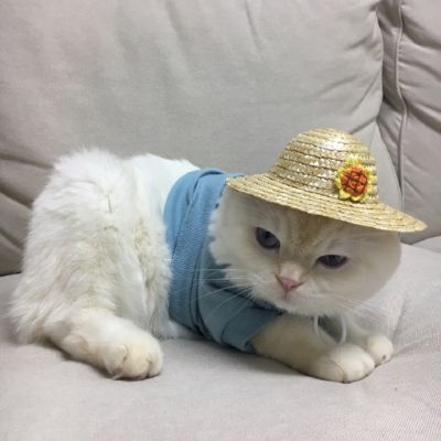 可爱猫星人卖萌头像