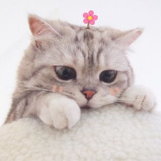 可爱猫星人卖萌头像