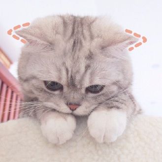 可爱猫星人卖萌头像