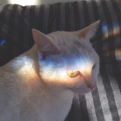 可爱猫星人卖萌头像