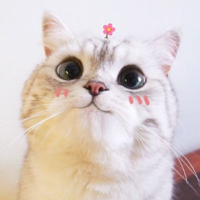 可爱猫星人卖萌头像