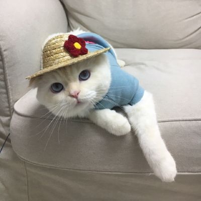 可爱猫星人卖萌头像