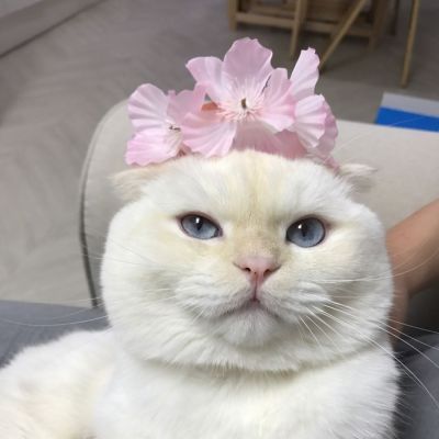 可爱猫星人卖萌头像