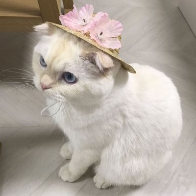 可爱猫星人卖萌头像