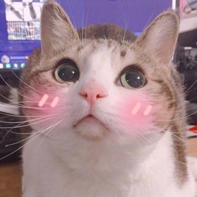 可爱猫星人卖萌头像