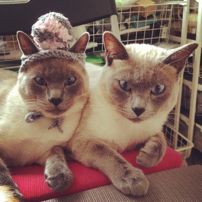 呆萌猫咪头像