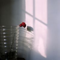 花季