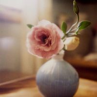 花季