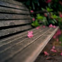 花季