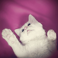 猫咪头像