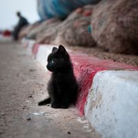 猫咪头像