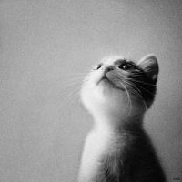 猫咪头像