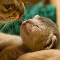 猫咪头像