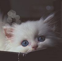 猫咪头像