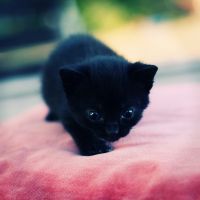 猫咪头像