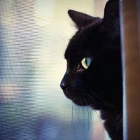 猫咪头像