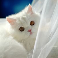 猫咪头像