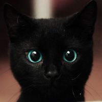 猫咪头像