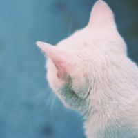 猫咪头像